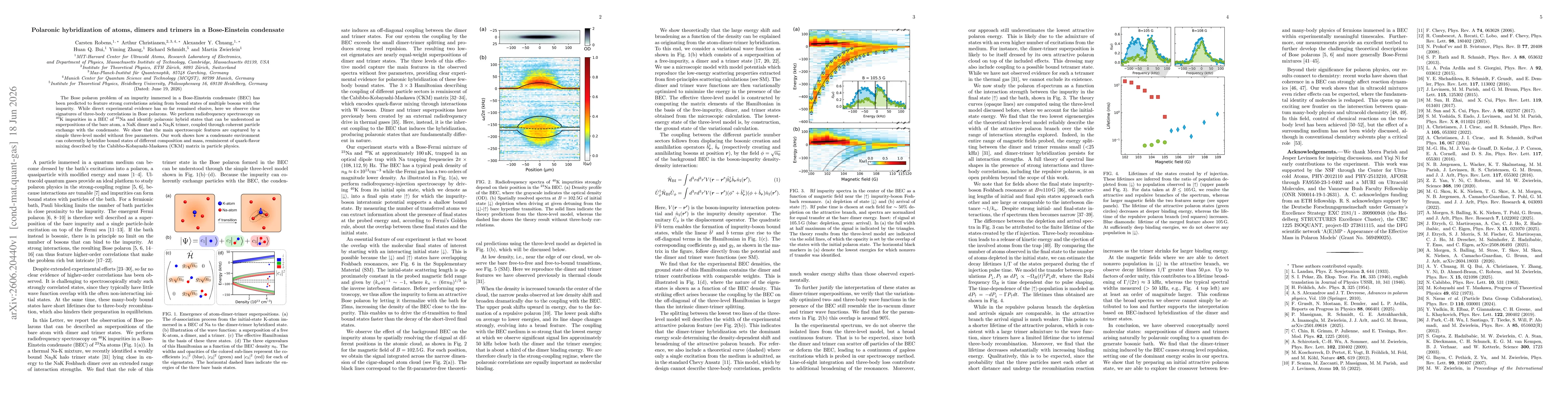 Thumbnail for Polaronic hybridization of atoms, dimers and trimers in a Bose-Einstein condensate