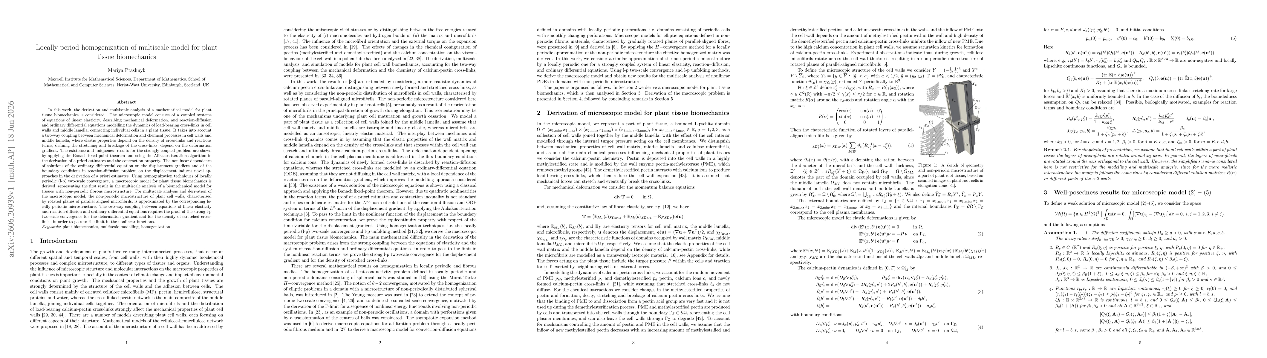 Thumbnail for Locally period homogenization of multiscale model for plant tissue biomechanics