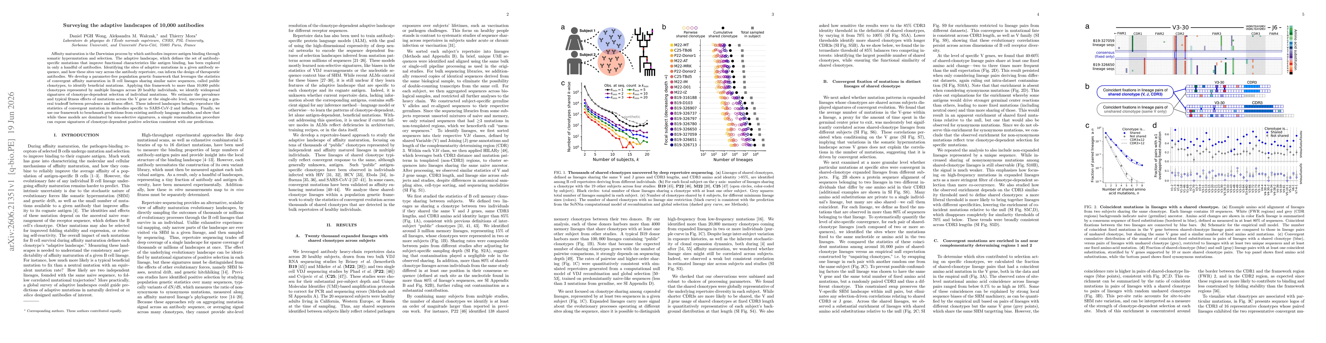 Thumbnail for Surveying the adaptive landscapes of 10,000 antibodies