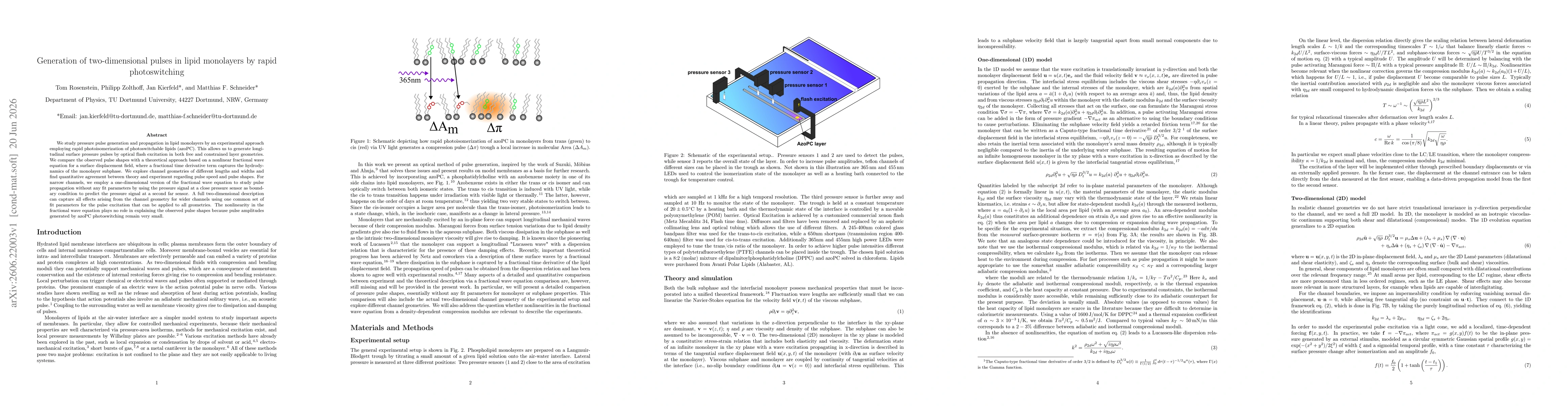 Thumbnail for Generation of two-dimensional pulses in lipid monolayers by rapid photoswitching