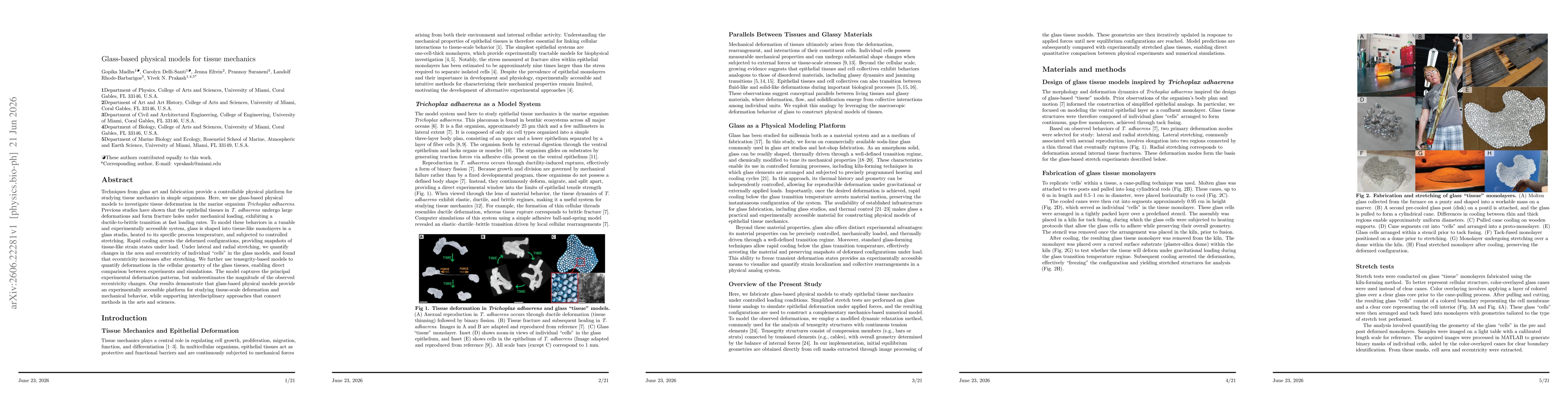 Thumbnail for Glass-based physical models for tissue mechanics