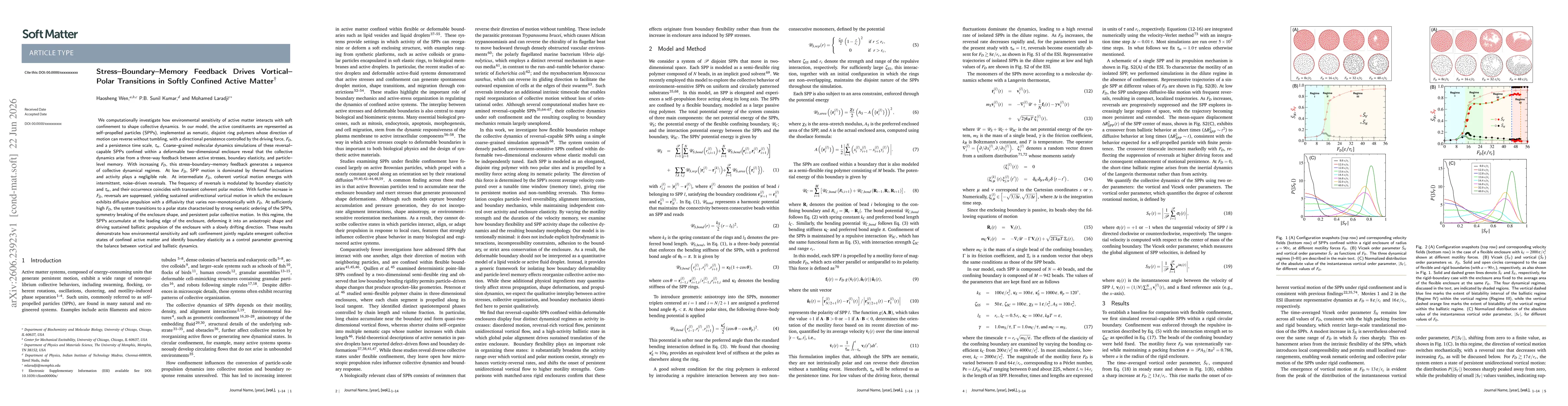 Thumbnail for Stress-Boundary-Memory Feedback Drives Vortical-Polar Transitions in Softly Confined Active Matter