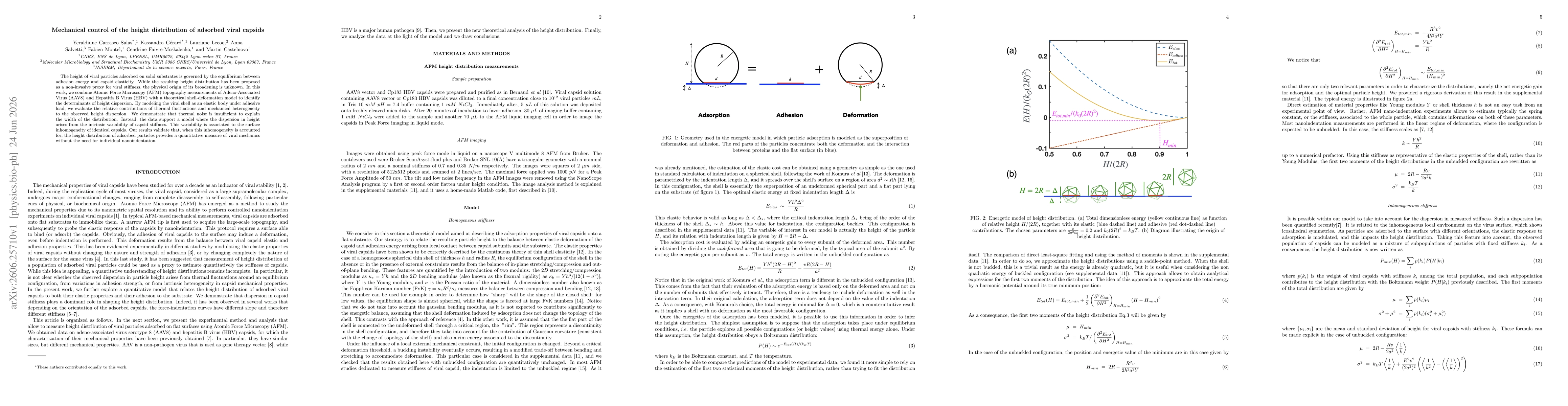 Thumbnail for Mechanical control of the height distribution of adsorbed viral capsids