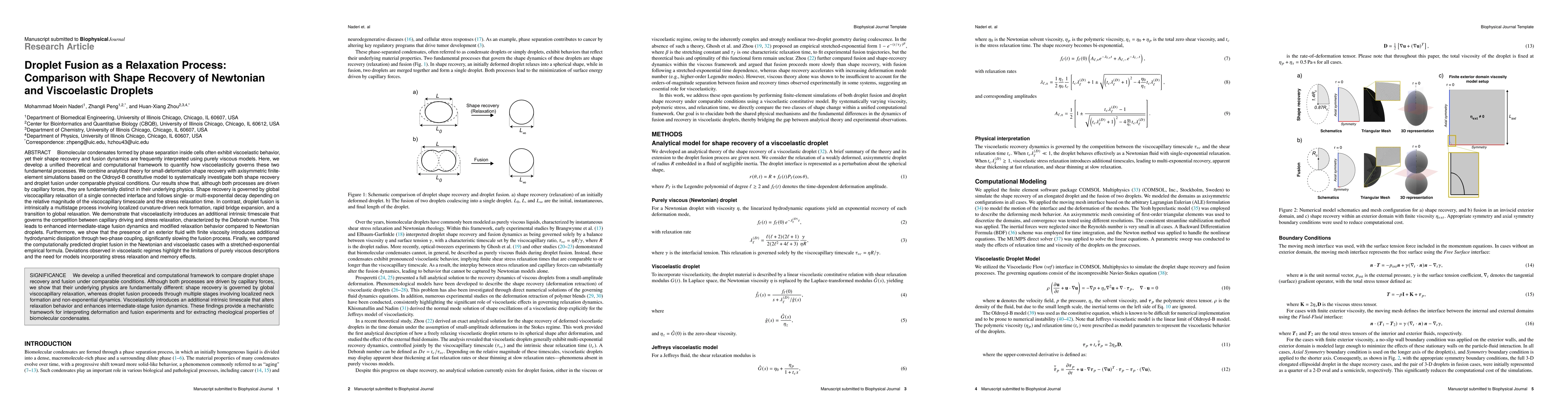 Thumbnail for Droplet Fusion as a Relaxation Process: Comparison with Shape Recovery of Newtonian and Viscoelastic Droplets