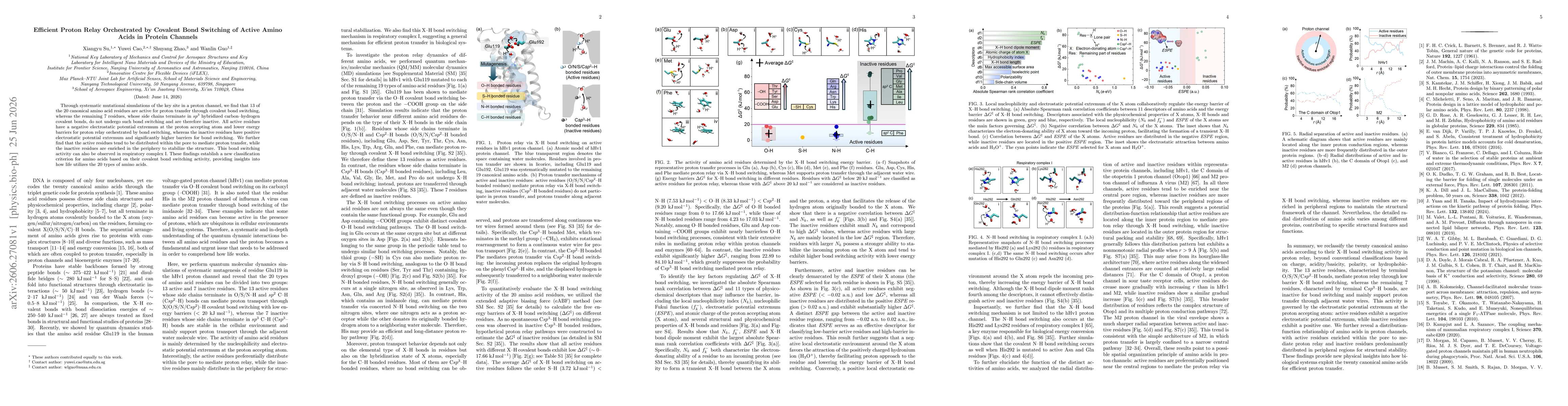 Thumbnail for Efficient Proton Relay Orchestrated by Covalent Bond Switching of Active Amino Acids in Protein Channels