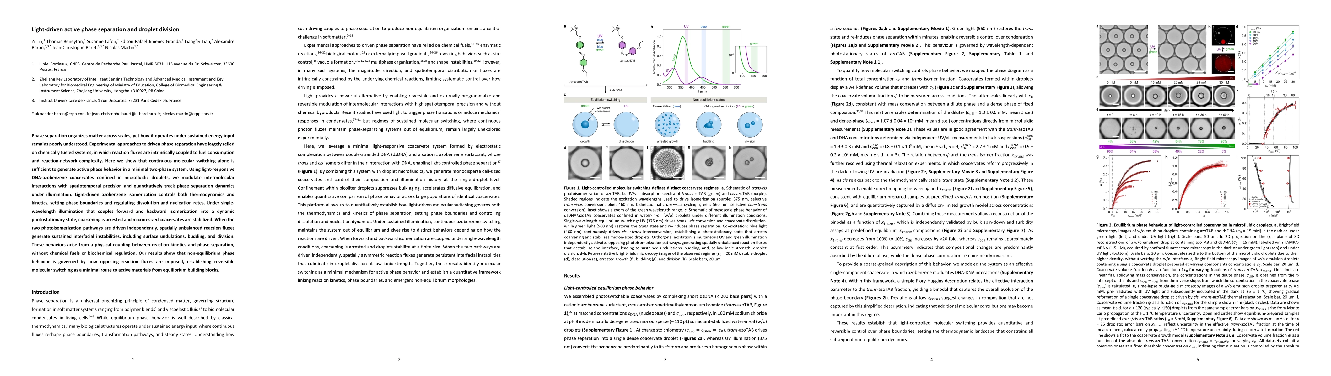 Thumbnail for Light-driven active phase separation and droplet division