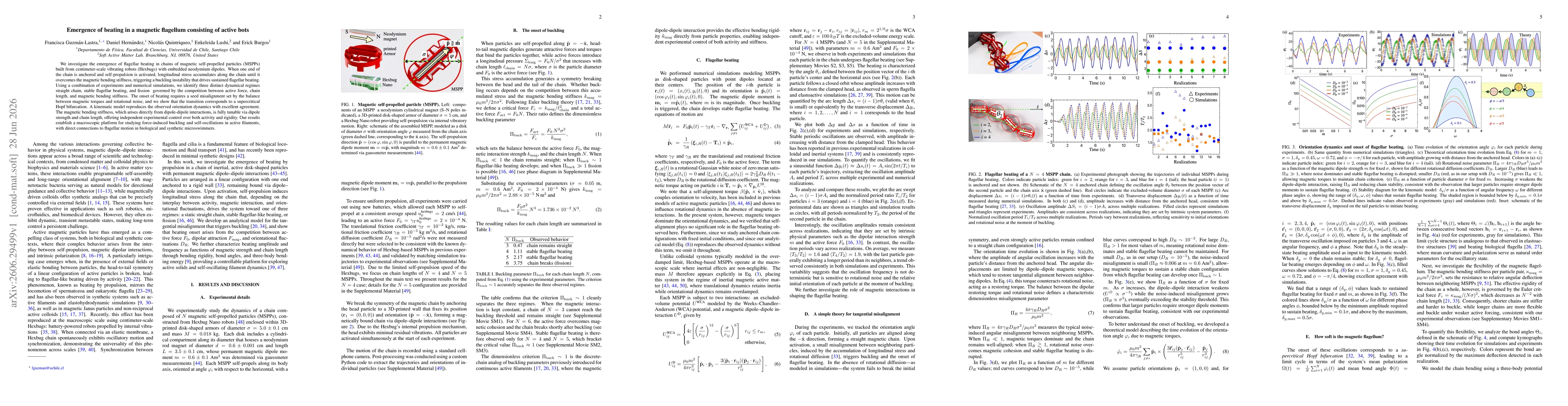 Thumbnail for Emergence of beating in a magnetic flagellum consisting of active bots