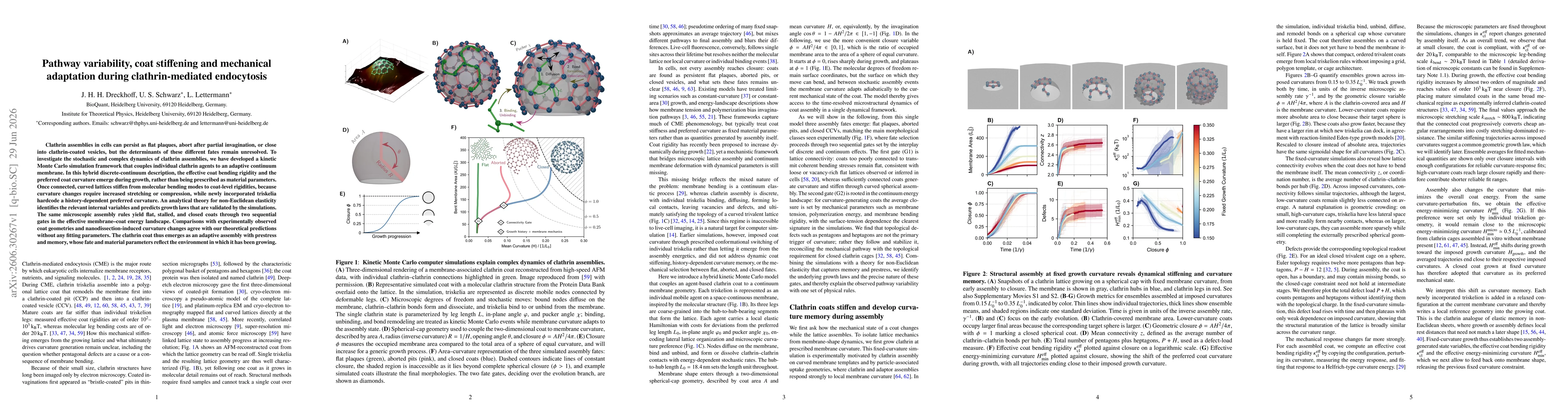 Thumbnail for Pathway variability, coat stiffening and mechanical adaptation during clathrin-mediated endocytosis