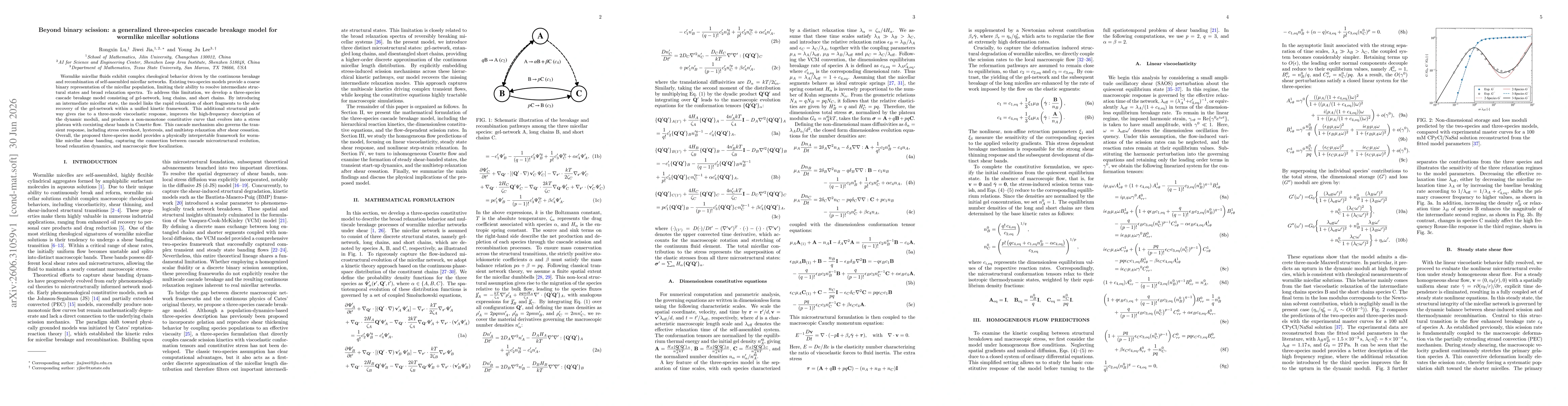 Thumbnail for Beyond binary scission: a generalized three-species cascade breakage model for wormlike micellar solutions