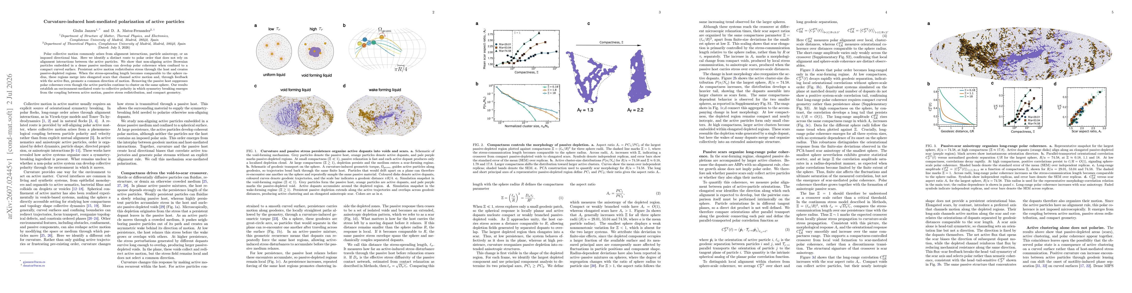 Thumbnail for Curvature-induced host-mediated polarization of active particles