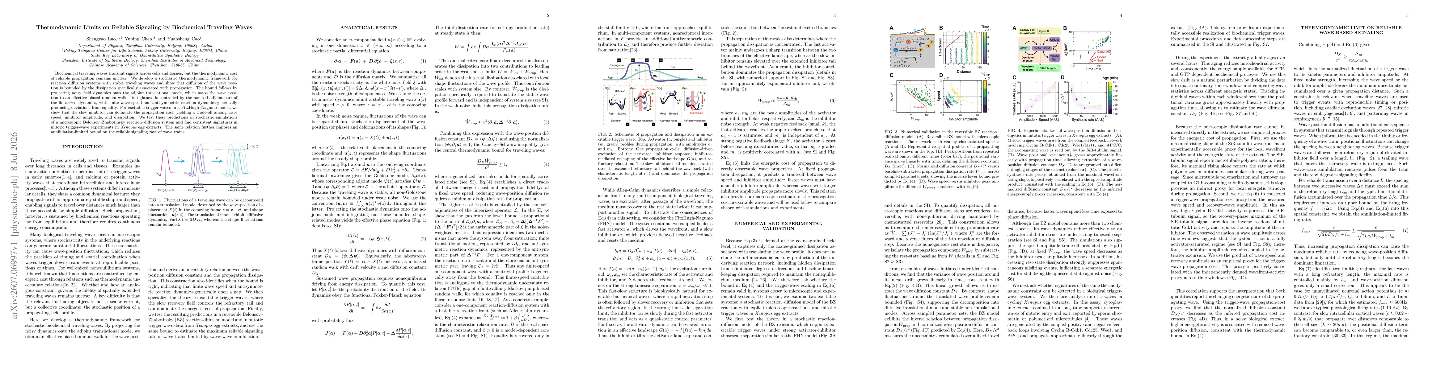 Thumbnail for Thermodynamic Limits on Reliable Signaling by Biochemical Traveling Waves