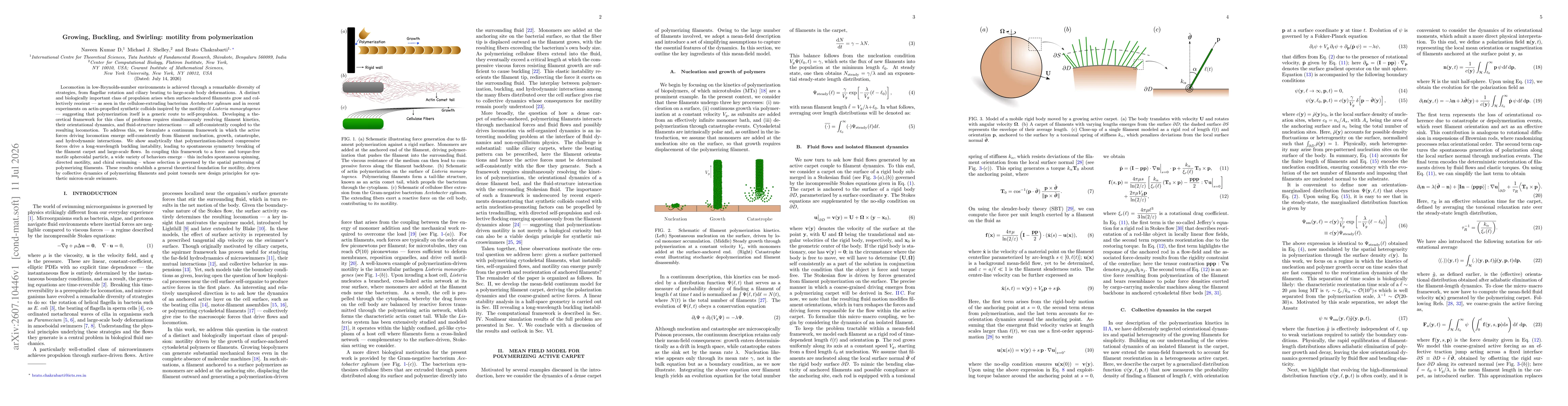 Thumbnail for Growing, Buckling, and Swirling: motility from polymerization