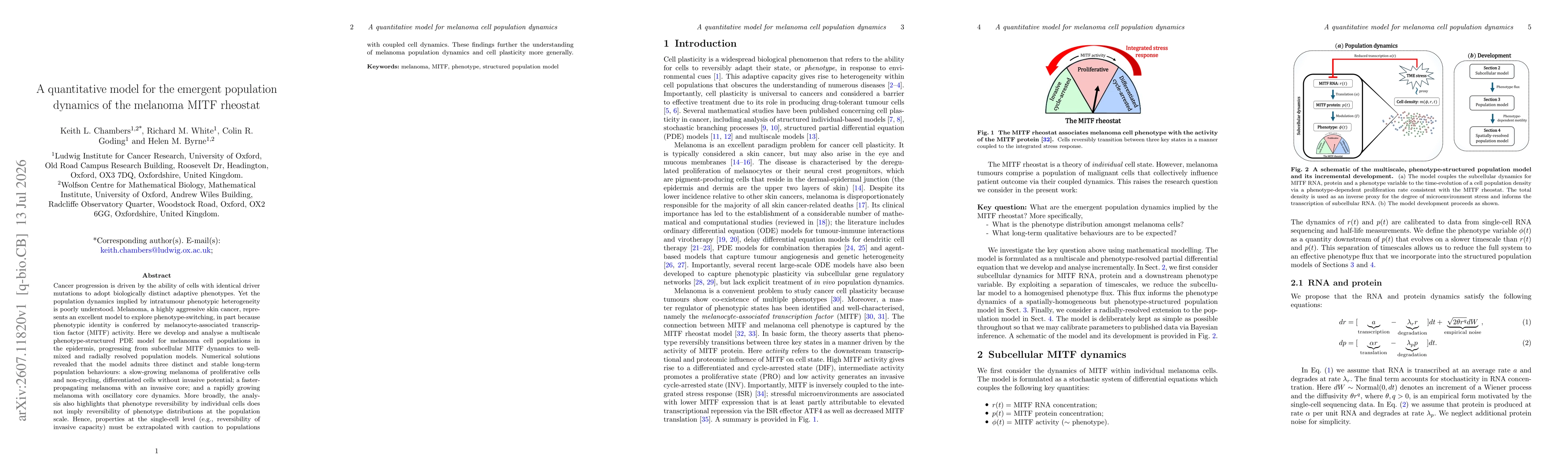 Thumbnail for A quantitative model for the emergent population dynamics of the melanoma MITF rheostat