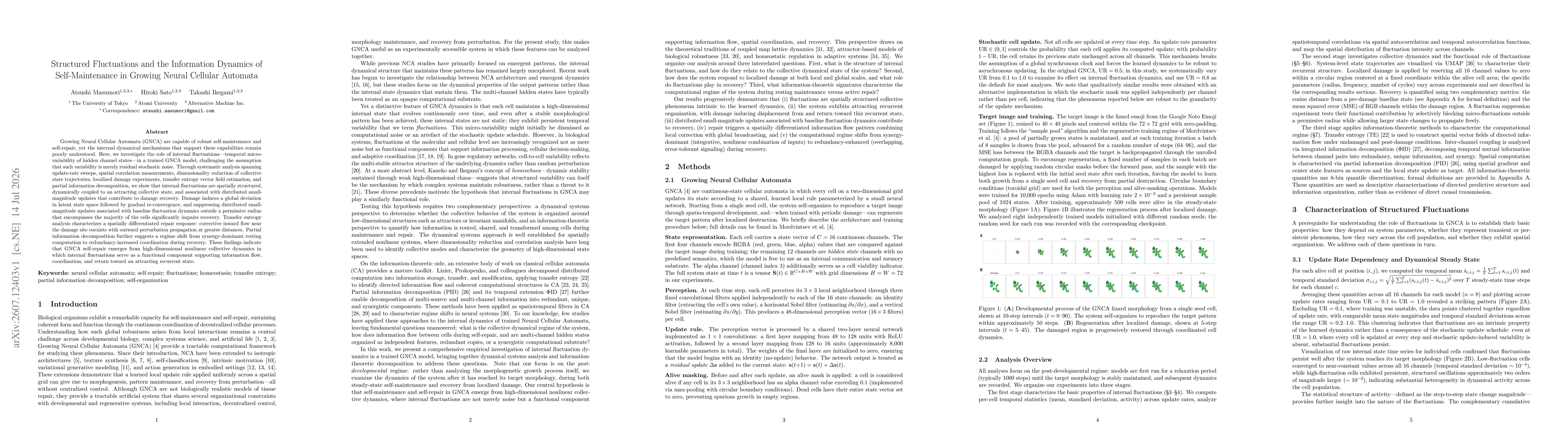 Thumbnail for Structured Fluctuations and the Information Dynamics of Self-Maintenance in Growing Neural Cellular Automata