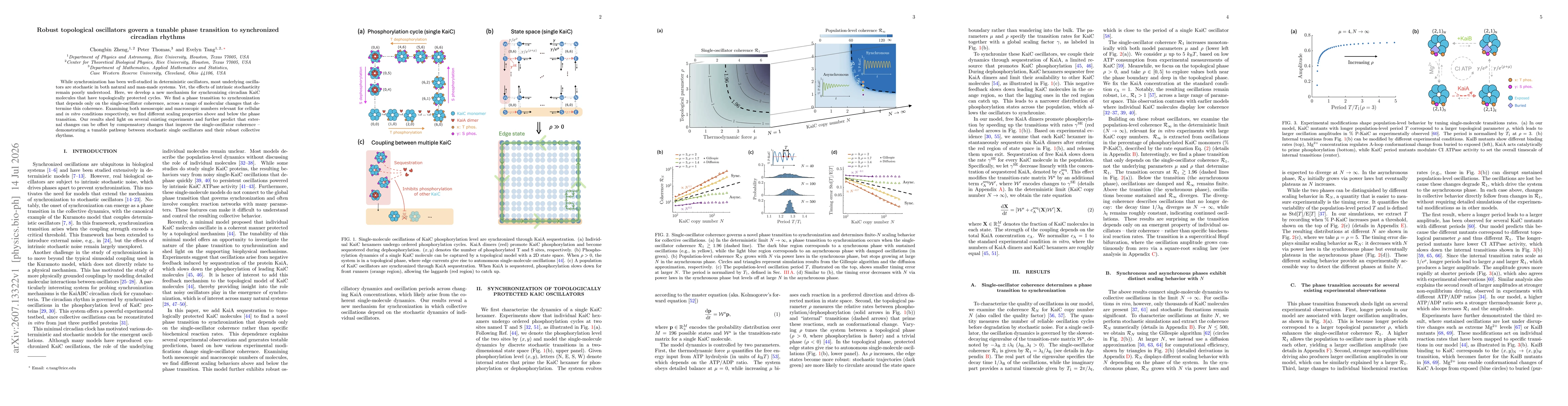 Thumbnail for Robust topological oscillators govern a tunable phase transition to synchronized circadian rhythms