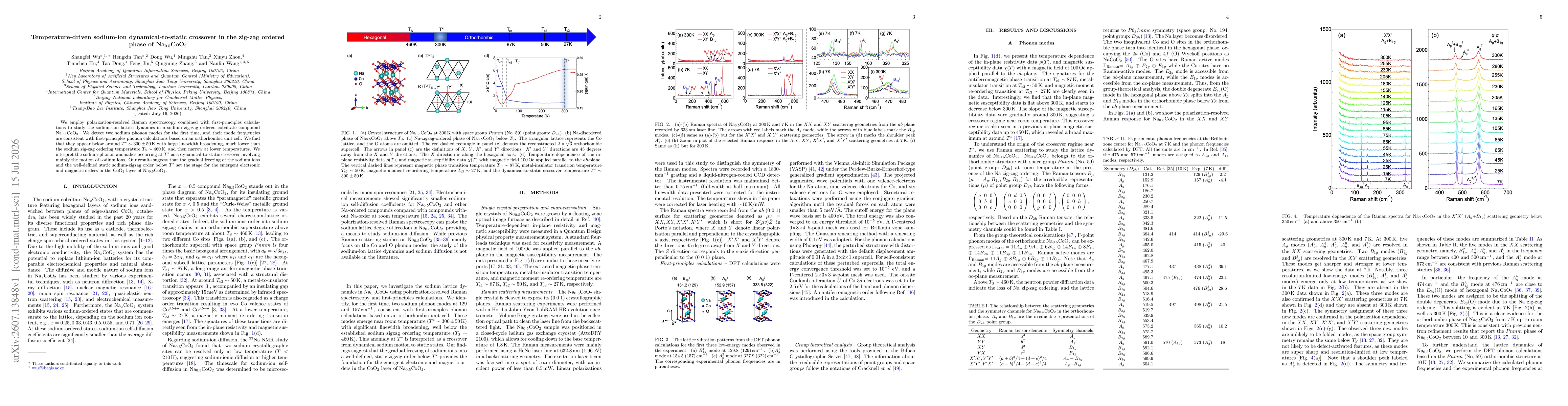 Thumbnail for Temperature-driven sodium-ion dynamical-to-static crossover in the zig-zag ordered phase of Na$_{0.5}$CoO$_2$