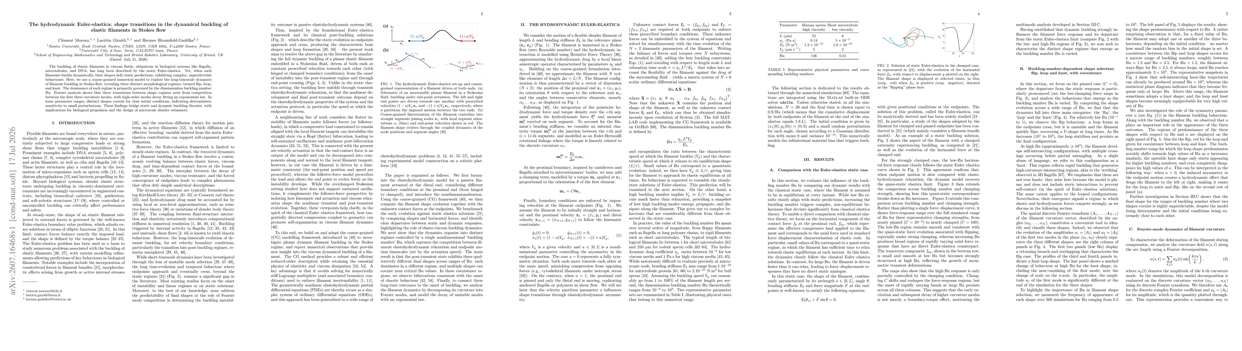 Thumbnail for The hydrodynamic Euler-elastica: shape transitions in the dynamical buckling of elastic filaments in Stokes flow