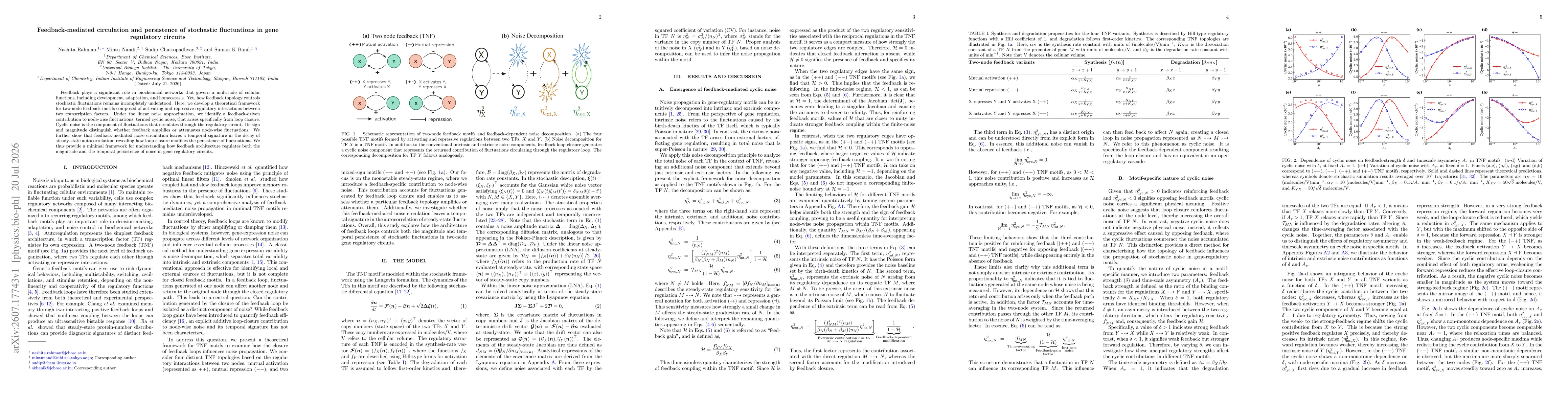 Thumbnail for Feedback-mediated circulation and persistence of stochastic fluctuations in gene regulatory circuits