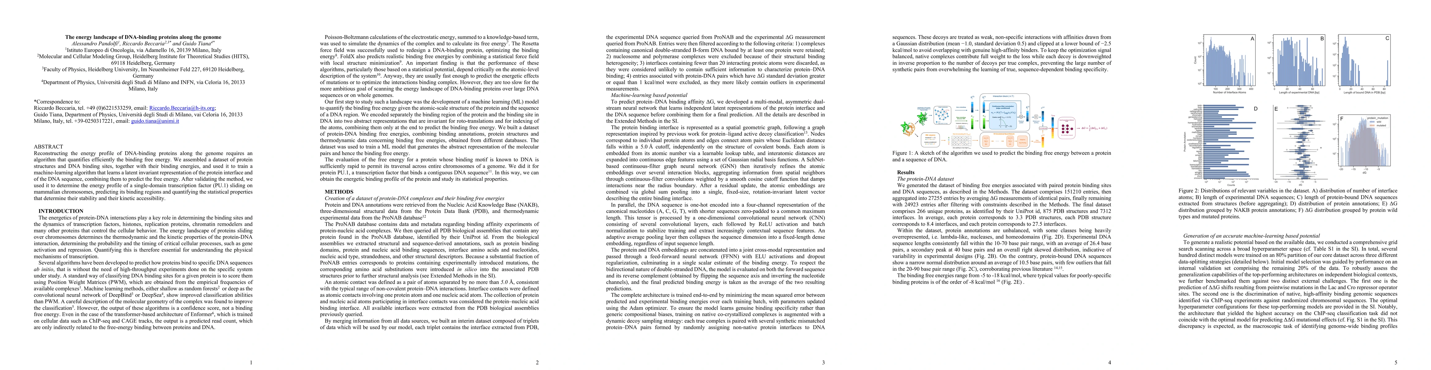 Thumbnail for The energy landscape of DNA-binding proteins along the genome