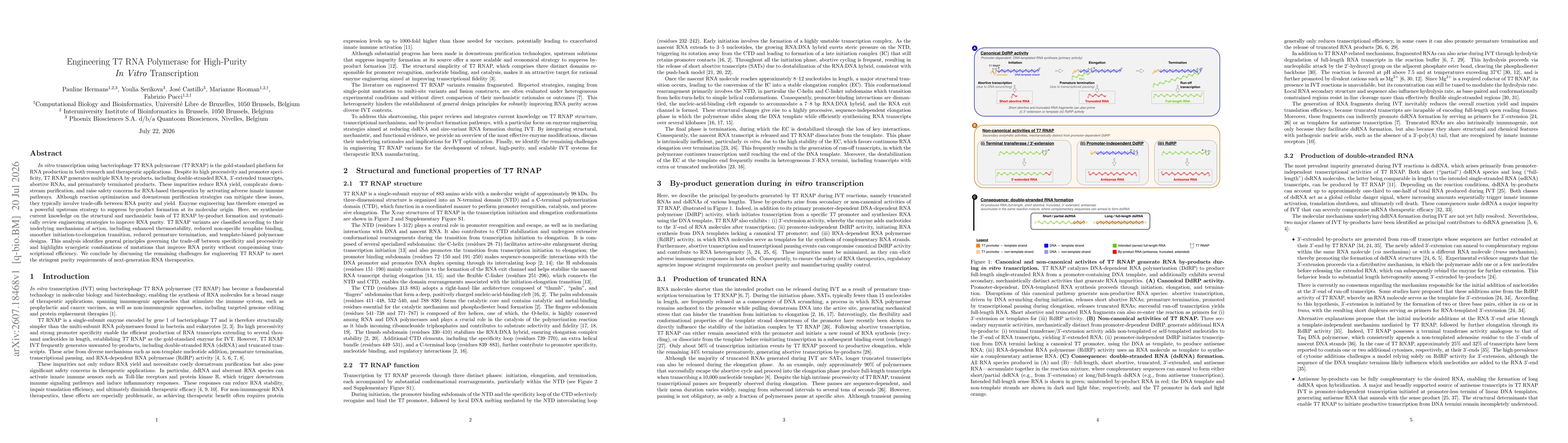 Thumbnail for Engineering T7 RNA Polymerase for High-Purity In Vitro Transcription