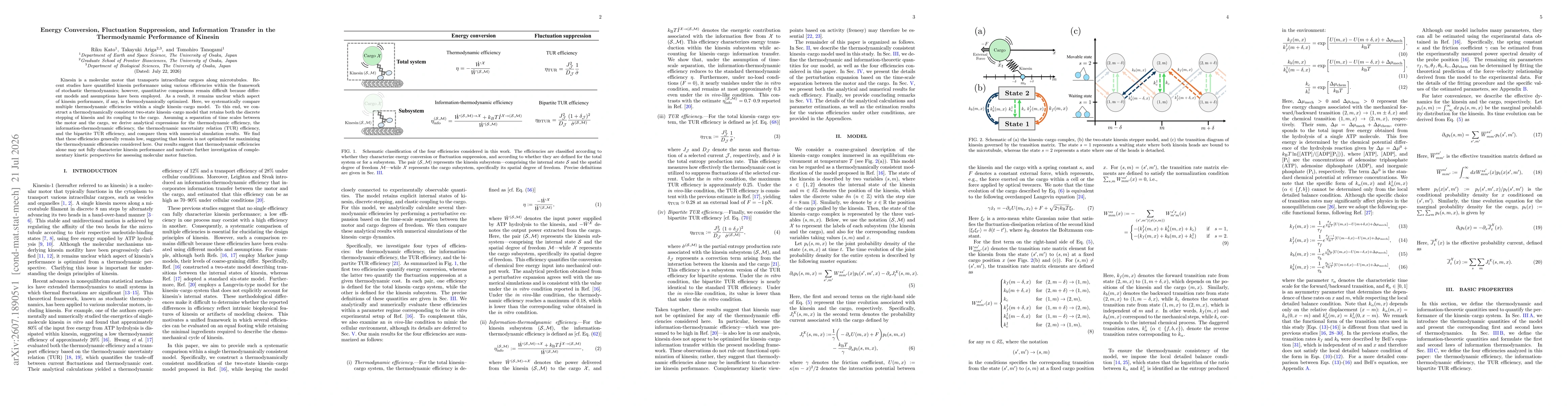 Thumbnail for Energy Conversion, Fluctuation Suppression, and Information Transfer in the Thermodynamic Performance of Kinesin