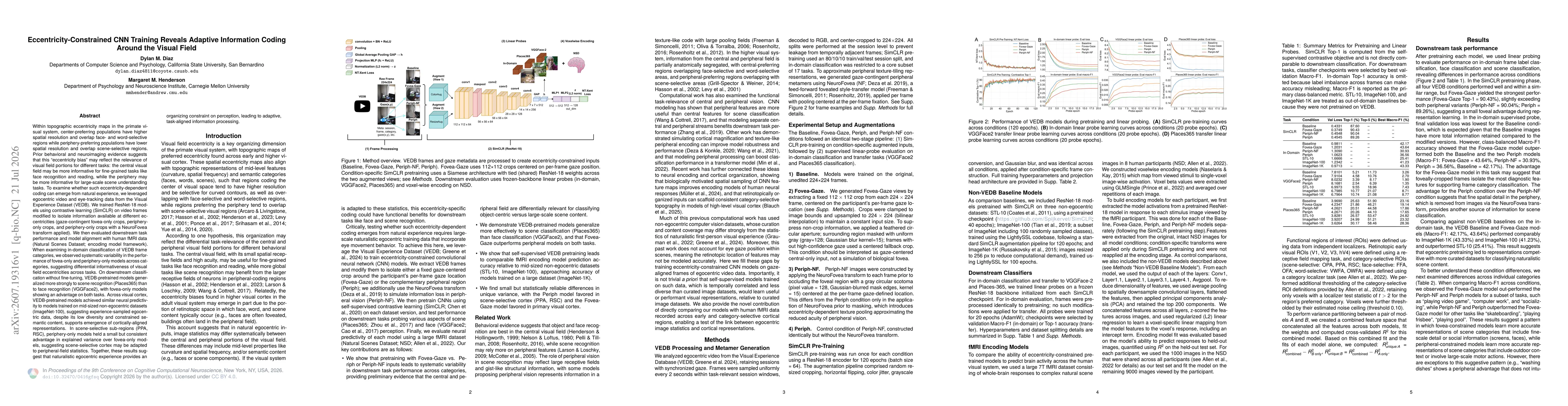 Thumbnail for Eccentricity-Constrained CNN Training Reveals Adaptive Information Coding Around the Visual Field