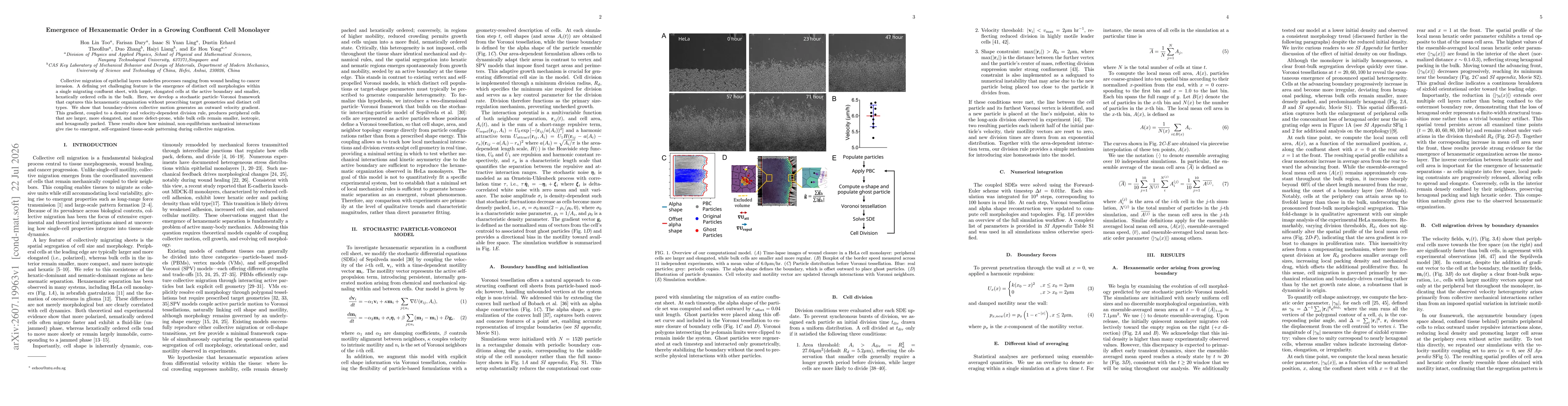 Thumbnail for Emergence of Hexanematic Order in a Growing Confluent Cell Monolayer