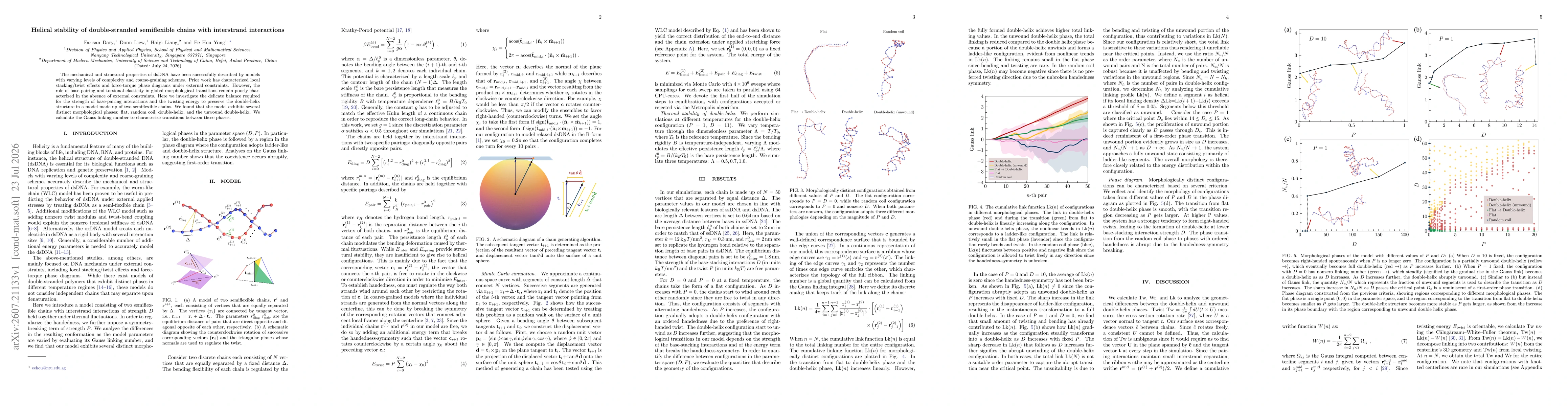 Thumbnail for Helical stability of double-stranded semiflexible chains with interstrand interactions