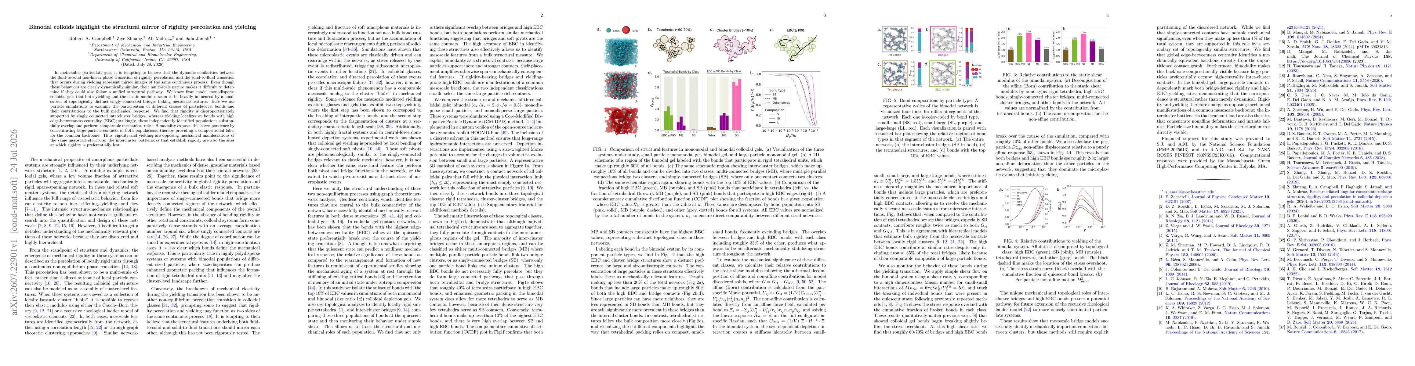 Thumbnail for Bimodal colloids highlight the structural mirror of rigidity percolation and yielding
