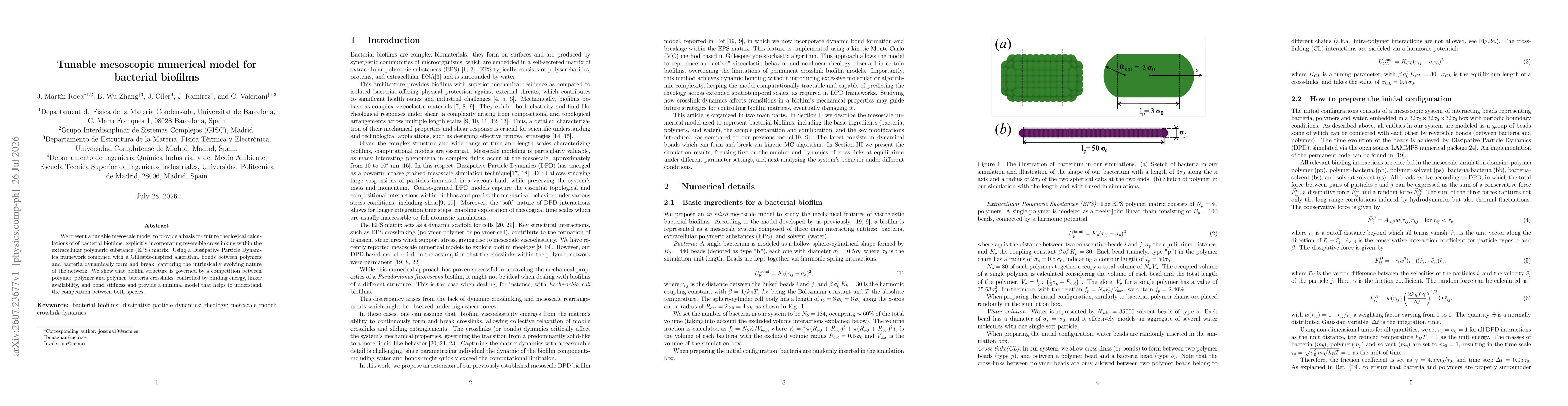 Thumbnail for Tunable mesoscopic numerical model for bacterial biofilms