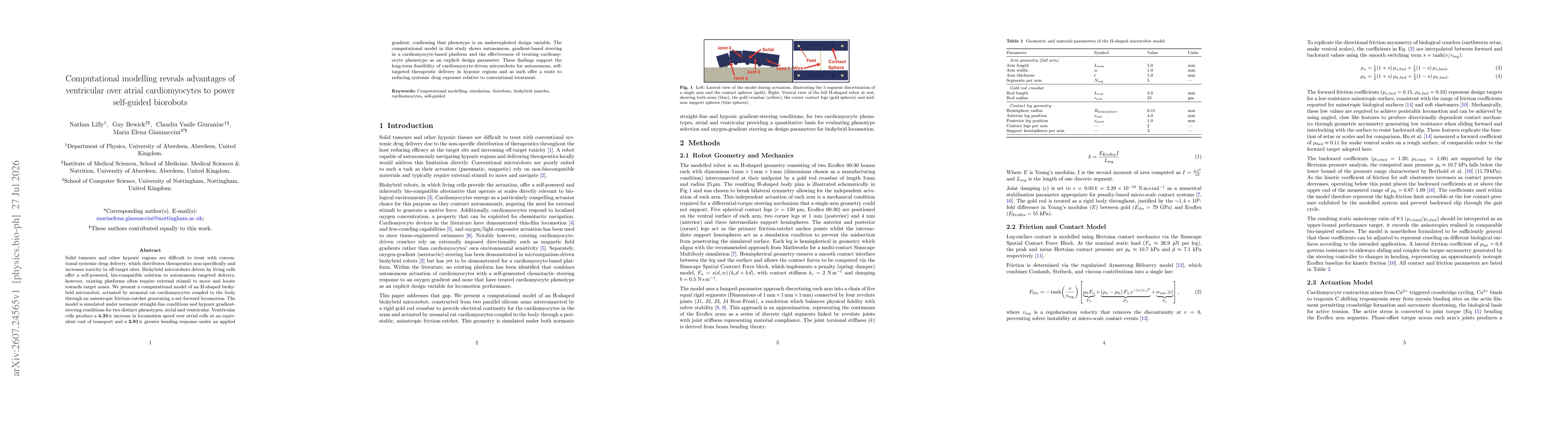 Thumbnail for Computational modelling reveals advantages of ventricular over atrial cardiomyocytes to power self-guided biorobots
