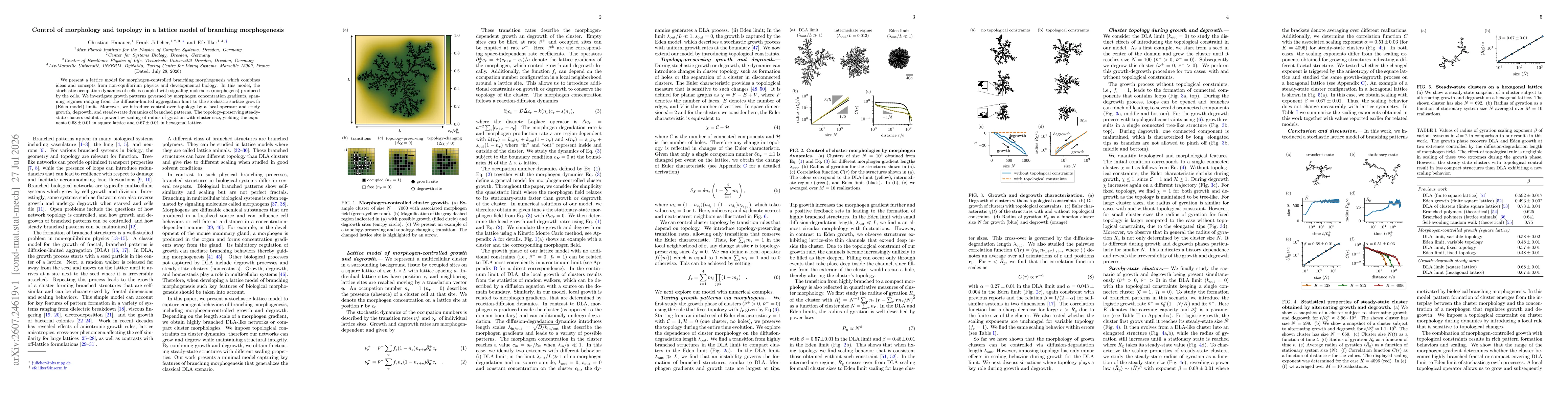 Thumbnail for Control of morphology and topology in a lattice model of branching morphogenesis