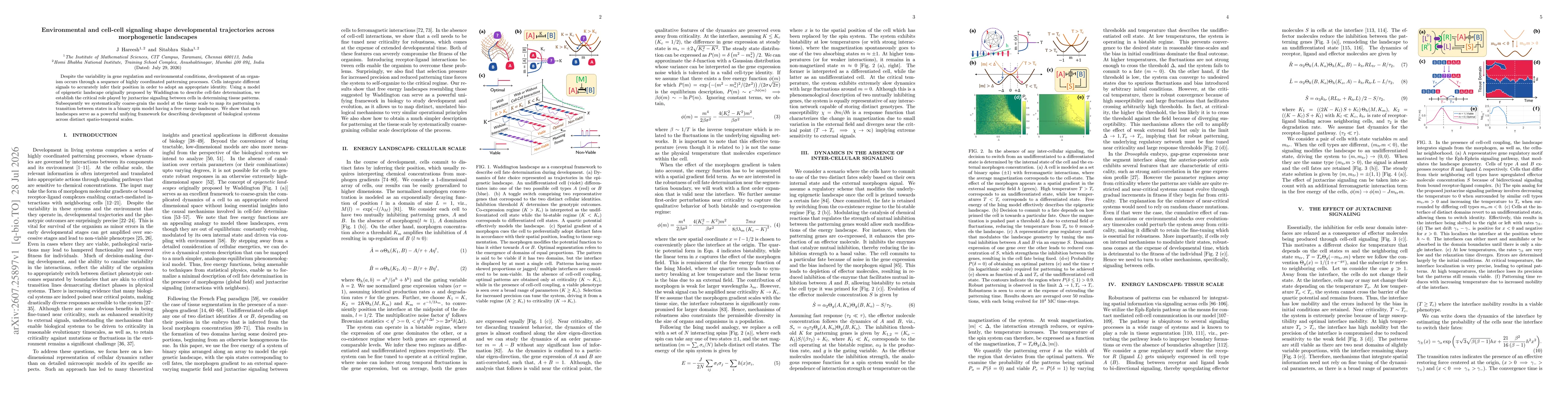 Thumbnail for Environmental and cell-cell signaling shape developmental trajectories across morphogenetic landscapes