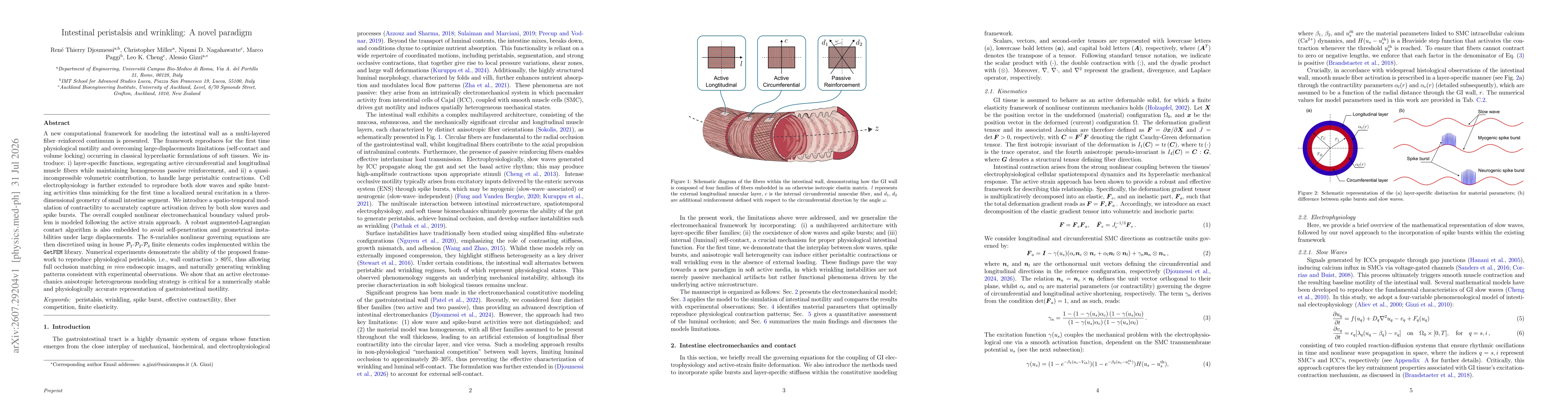 Thumbnail for Intestinal peristalsis and wrinkling: A novel paradigm
