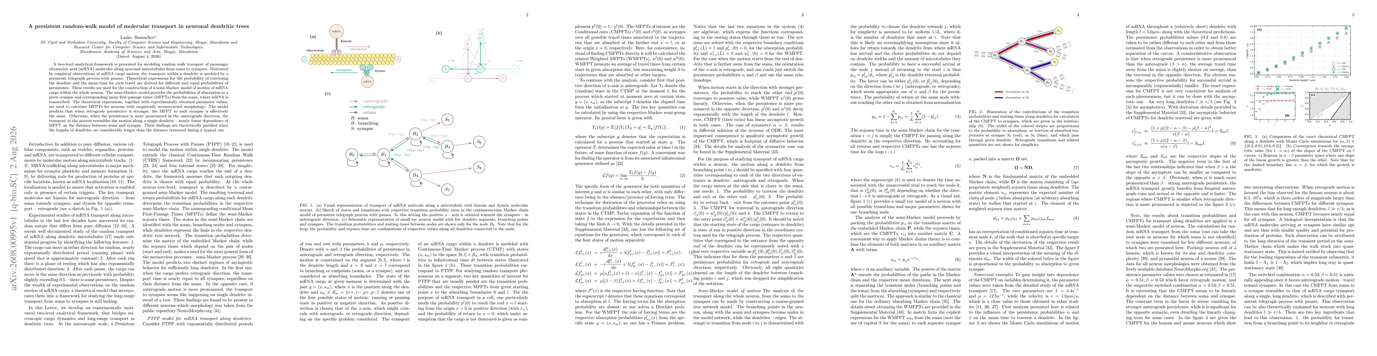 Thumbnail for A persistent random-walk model of molecular transport in neuronal dendritic trees