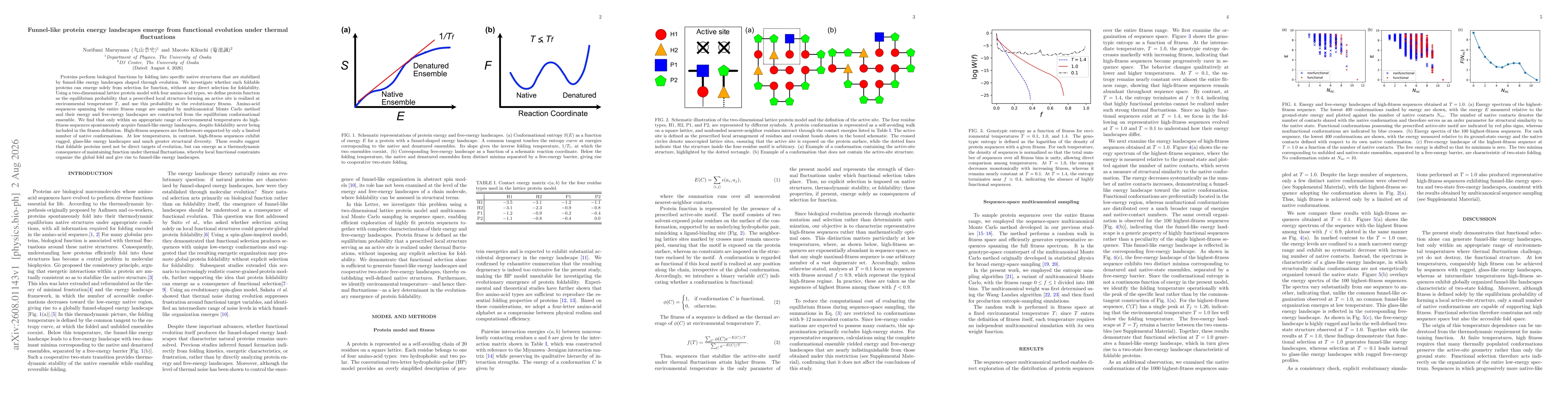 Thumbnail for Funnel-like protein energy landscapes emerge from functional evolution under thermal fluctuations