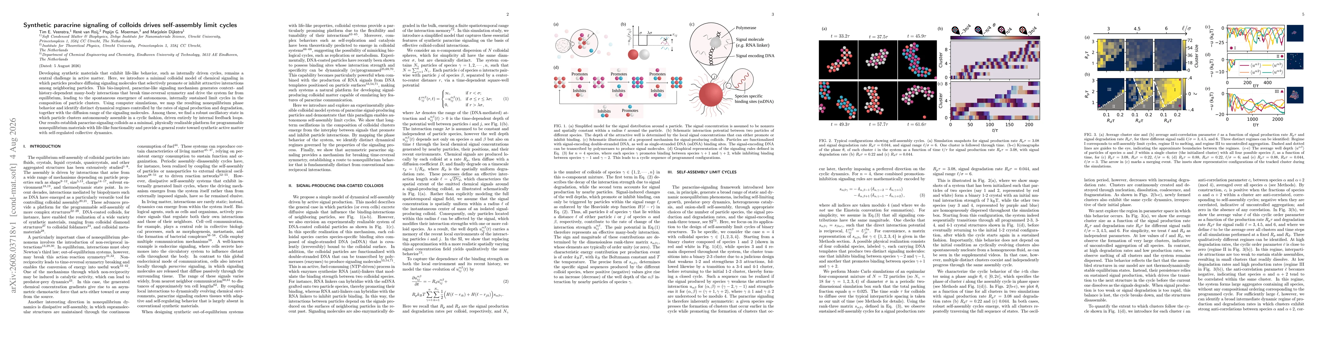 Thumbnail for Synthetic paracrine signaling of colloids drives self-assembly limit cycles