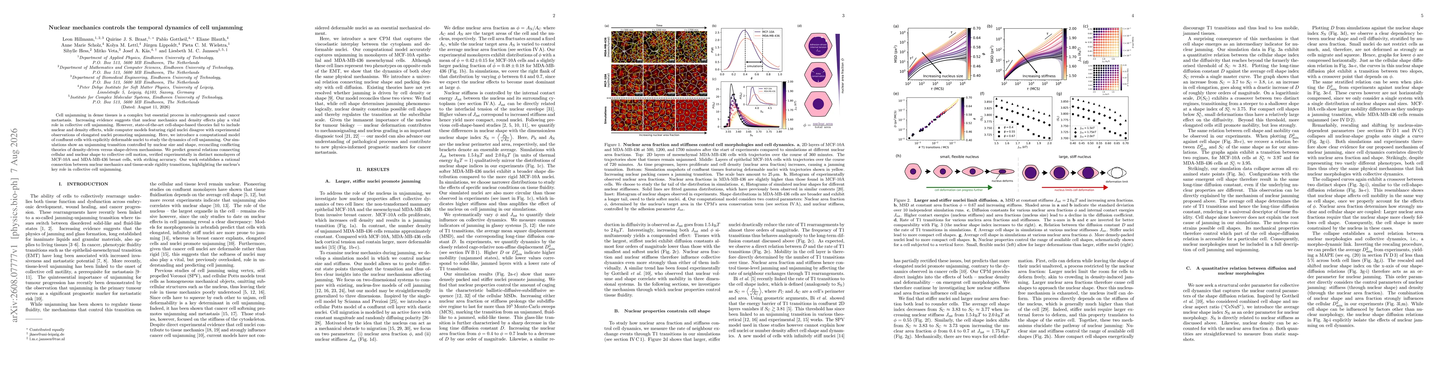 Thumbnail for Nuclear mechanics controls the temporal dynamics of cell unjamming