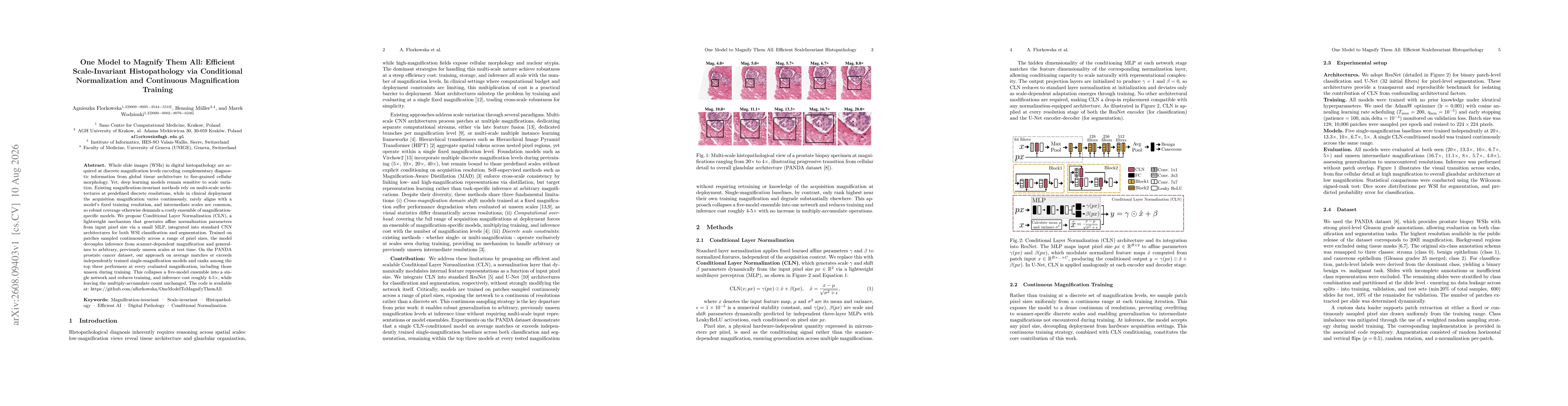 Thumbnail for One Model to Magnify Them All: Efficient Scale-Invariant Histopathology via Conditional Normalization and Continuous Magnification Training
