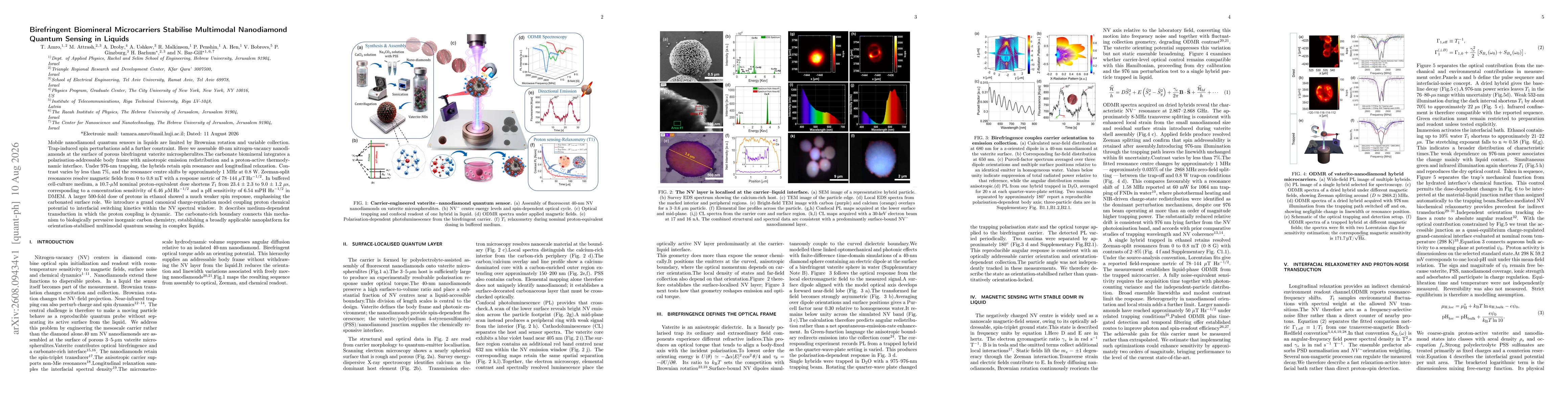 Thumbnail for Birefringent Biomineral Microcarriers Stabilise Multimodal Nanodiamond Quantum Sensing in Liquids