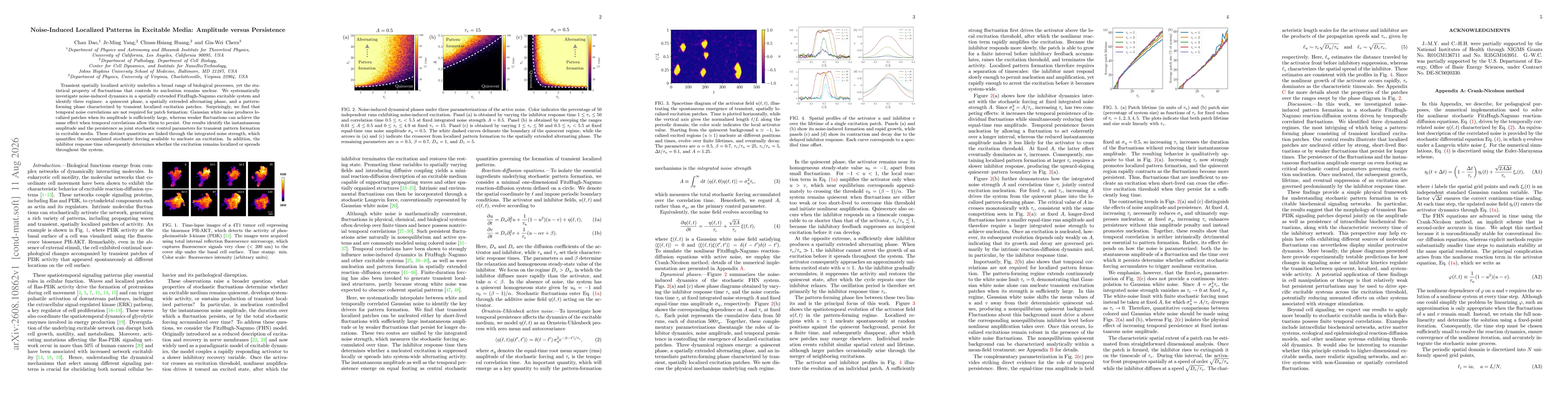 Thumbnail for Noise-Induced Localized Patterns in Excitable Media: Amplitude versus Persistence