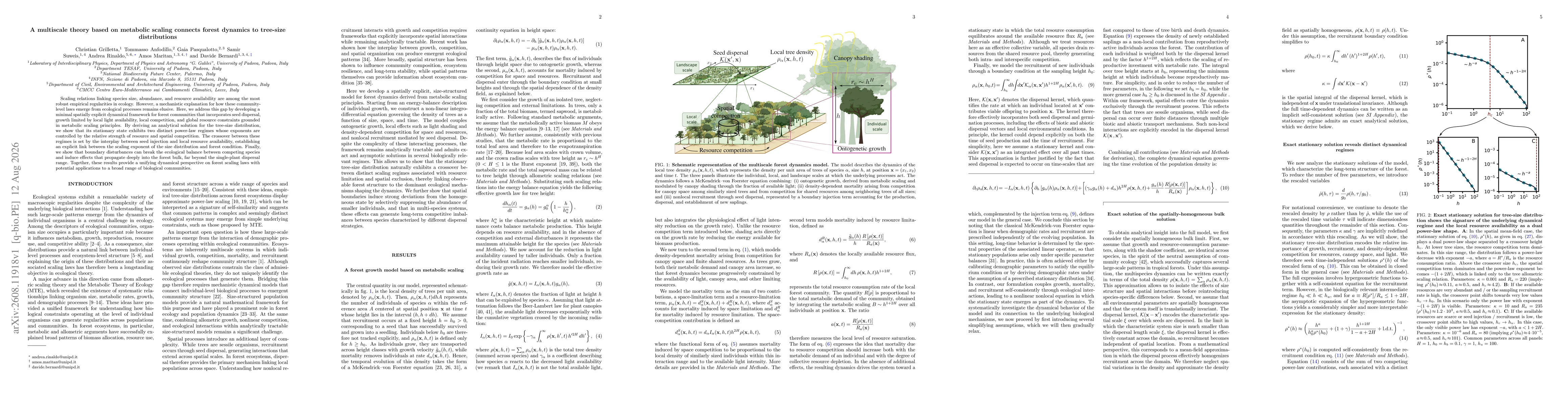 Thumbnail for A multiscale theory based on metabolic scaling connects forest dynamics to tree-size distributions