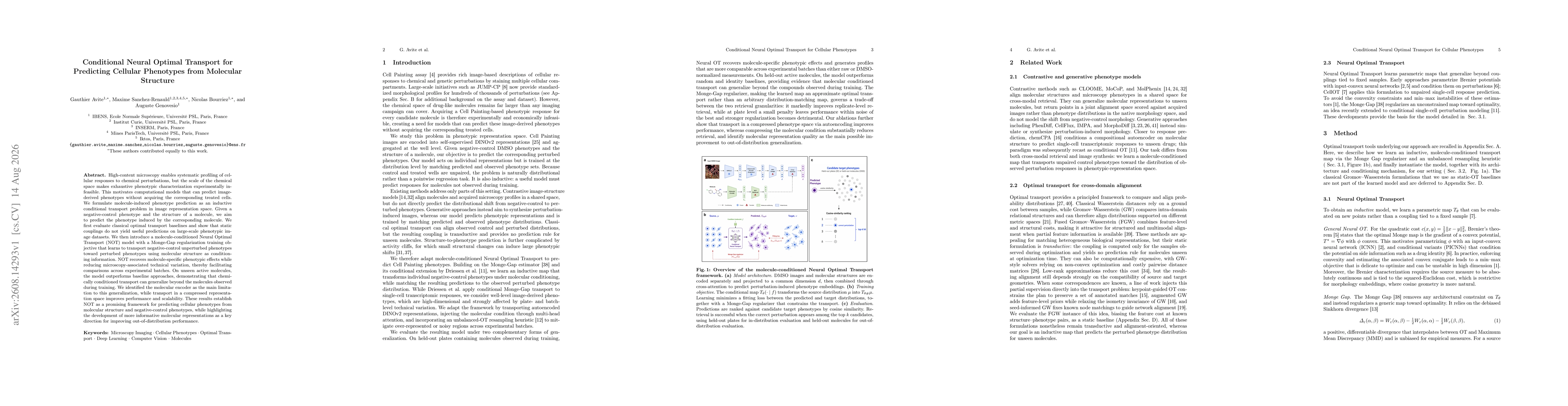 Thumbnail for Conditional Neural Optimal Transport for Predicting Cellular Phenotypes from Molecular Structure