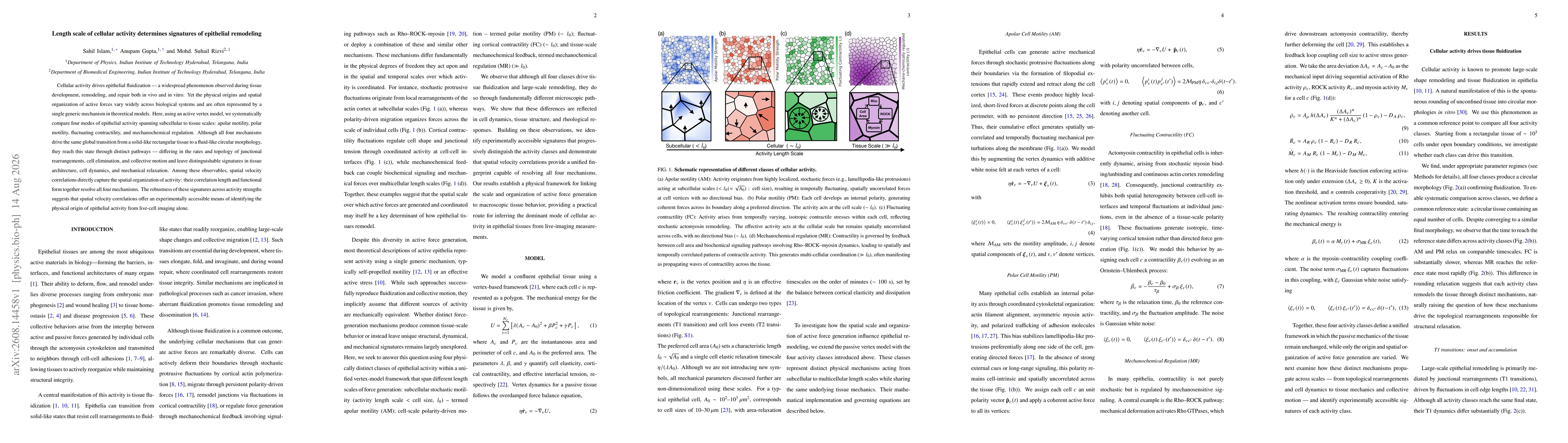Thumbnail for Length scale of cellular activity determines signatures of epithelial remodeling