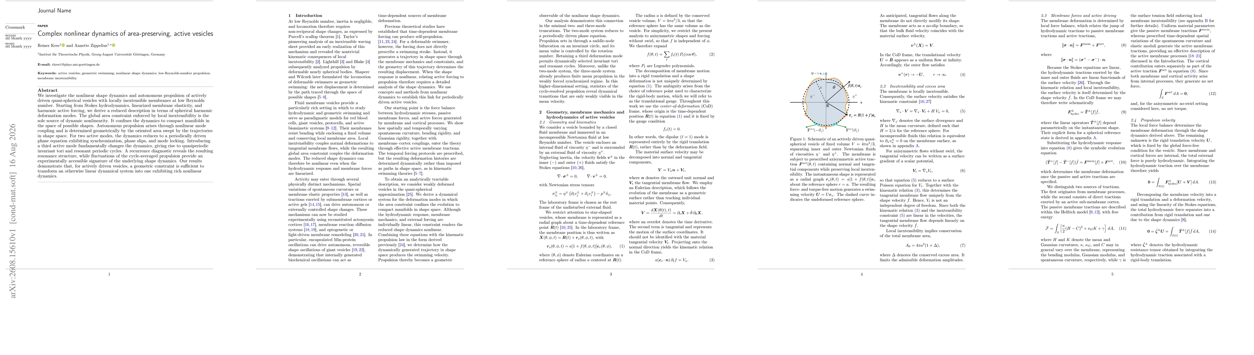 Thumbnail for Complex nonlinear dynamics of area-preserving, active vesicles