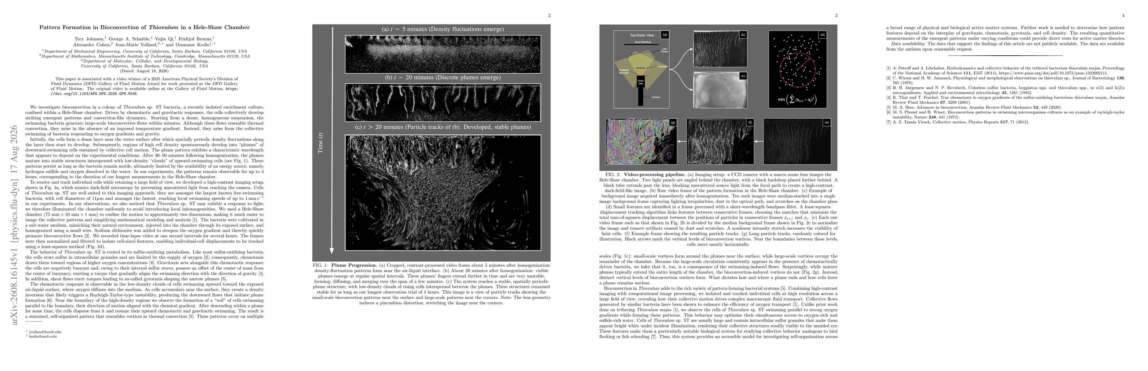 Thumbnail for Pattern Formation in Bioconvection of Thiovulum in a Hele-Shaw Chamber