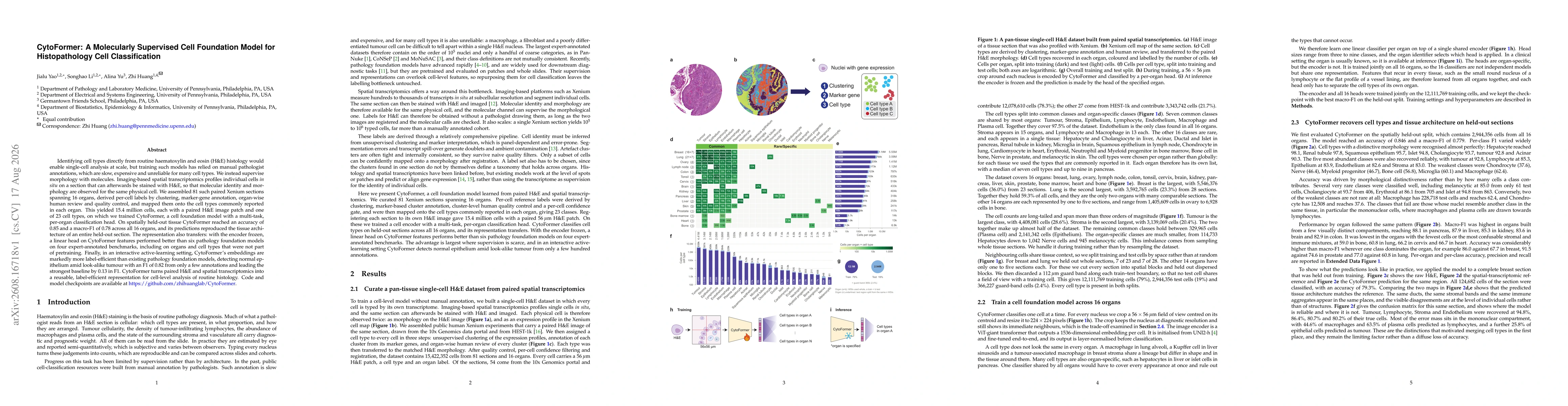 Thumbnail for CytoFormer: A Molecularly Supervised Cell Foundation Model for Histopathology Cell Classification