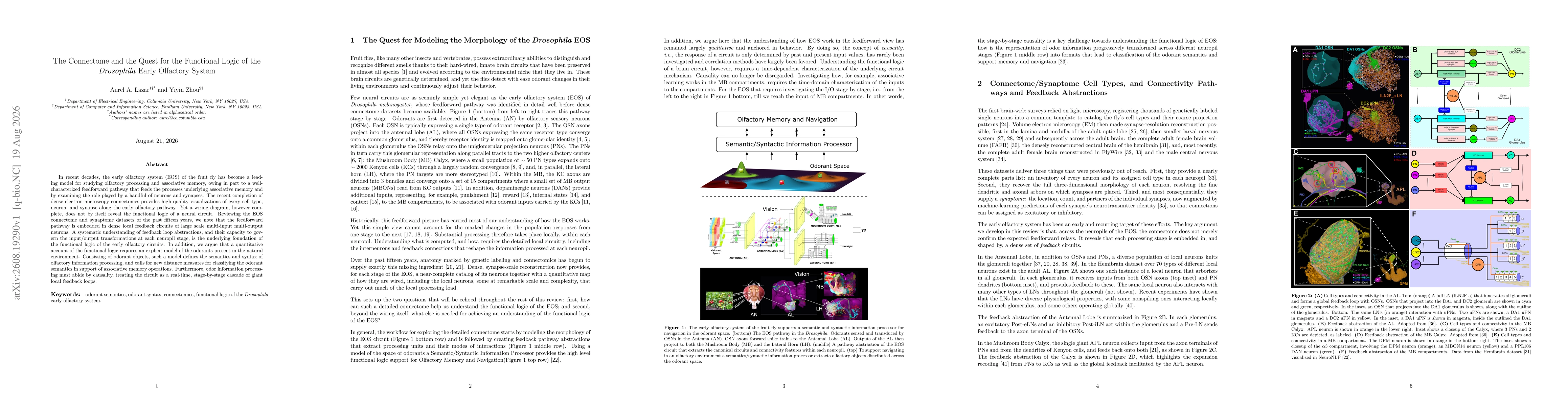 Thumbnail for The Connectome and the Quest for the Functional Logic of the Drosophila Early Olfactory System