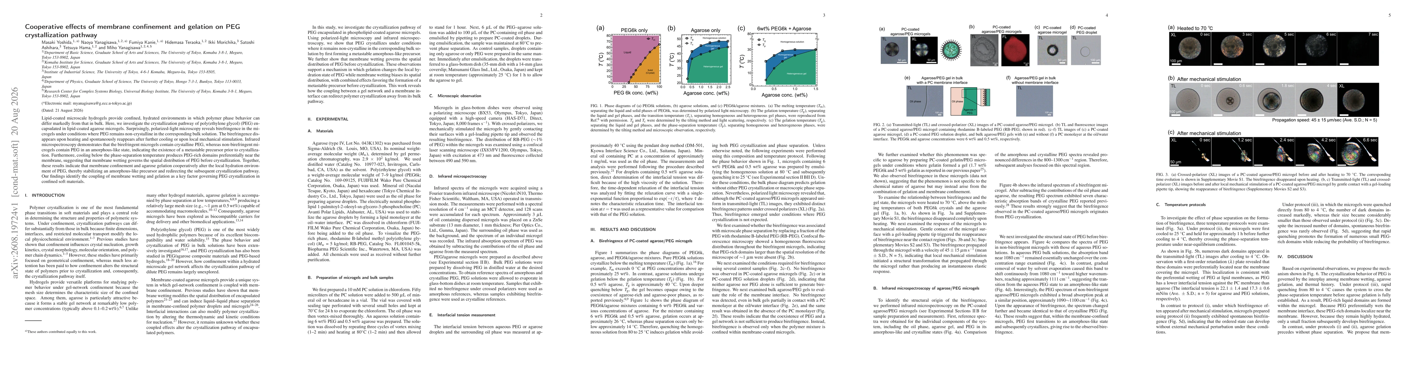 Thumbnail for Cooperative effects of membrane confinement and gelation on PEG crystallization pathway