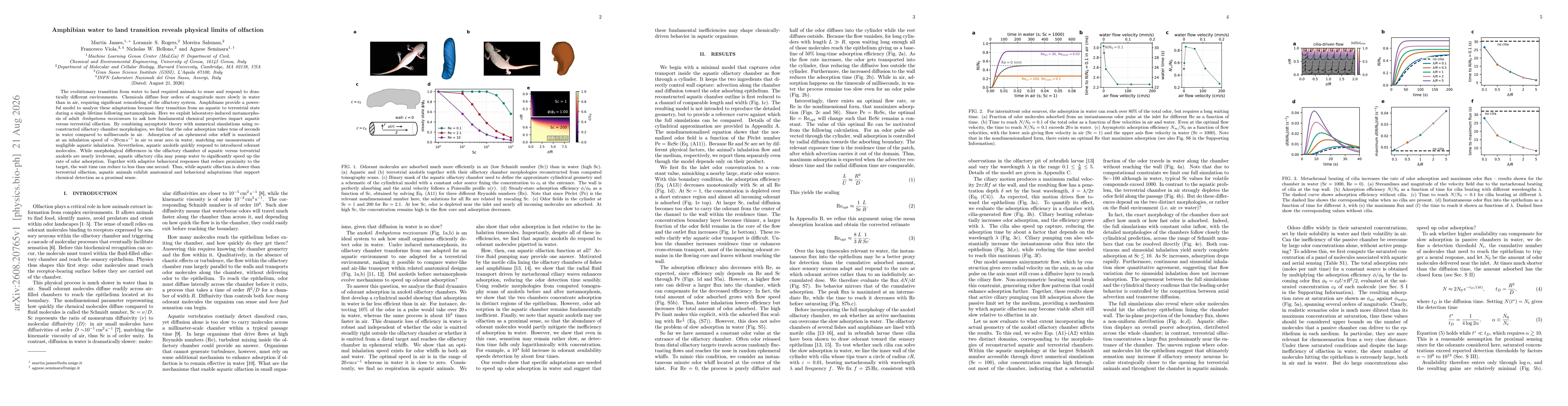Thumbnail for Amphibian water to land transition reveals physical limits of olfaction
